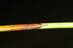 Weakstalk bulrush